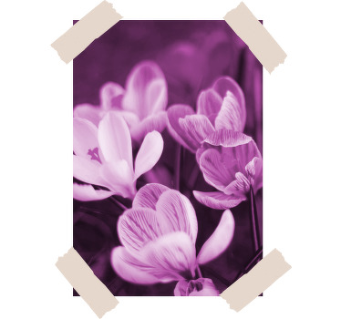 Gražūs violetiniai krokuso gėlių marškinėliai - „Tenstickers“