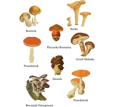 Koszulka Vintage różne rodzaje grzybów - TenStickers