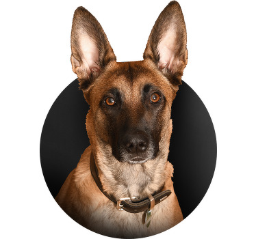 T-shirt chien berger belge - TenStickers