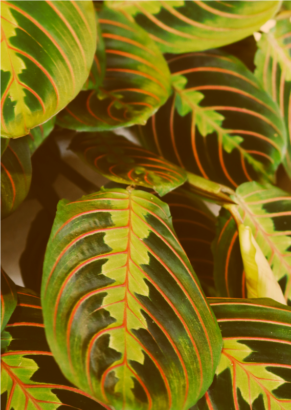 Maranta 树叶图案定制 t 恤 - TenStickers