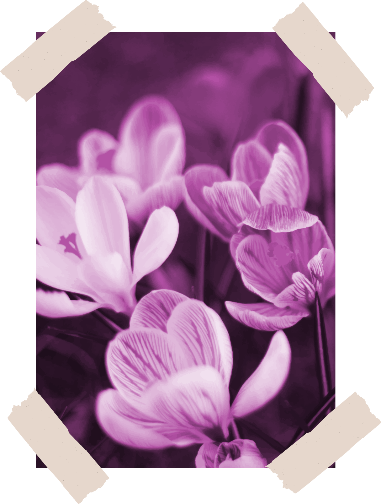 Gražūs violetiniai krokuso gėlių marškinėliai - „Tenstickers“