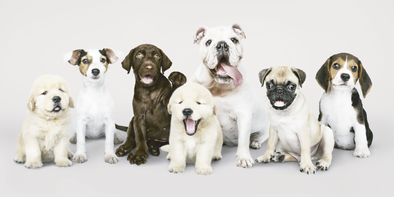 Dogs in a line animal vinyl carpet - TenStickers