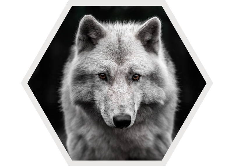 black alpha wolf the grey