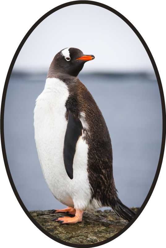 雄大なペンギンの動物の敷物 Tenstickers