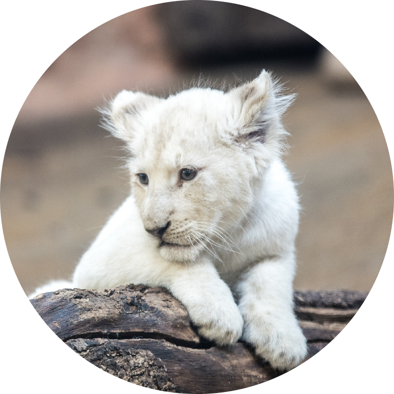 Cute white lion cubs animal vinyl rug TenStickers