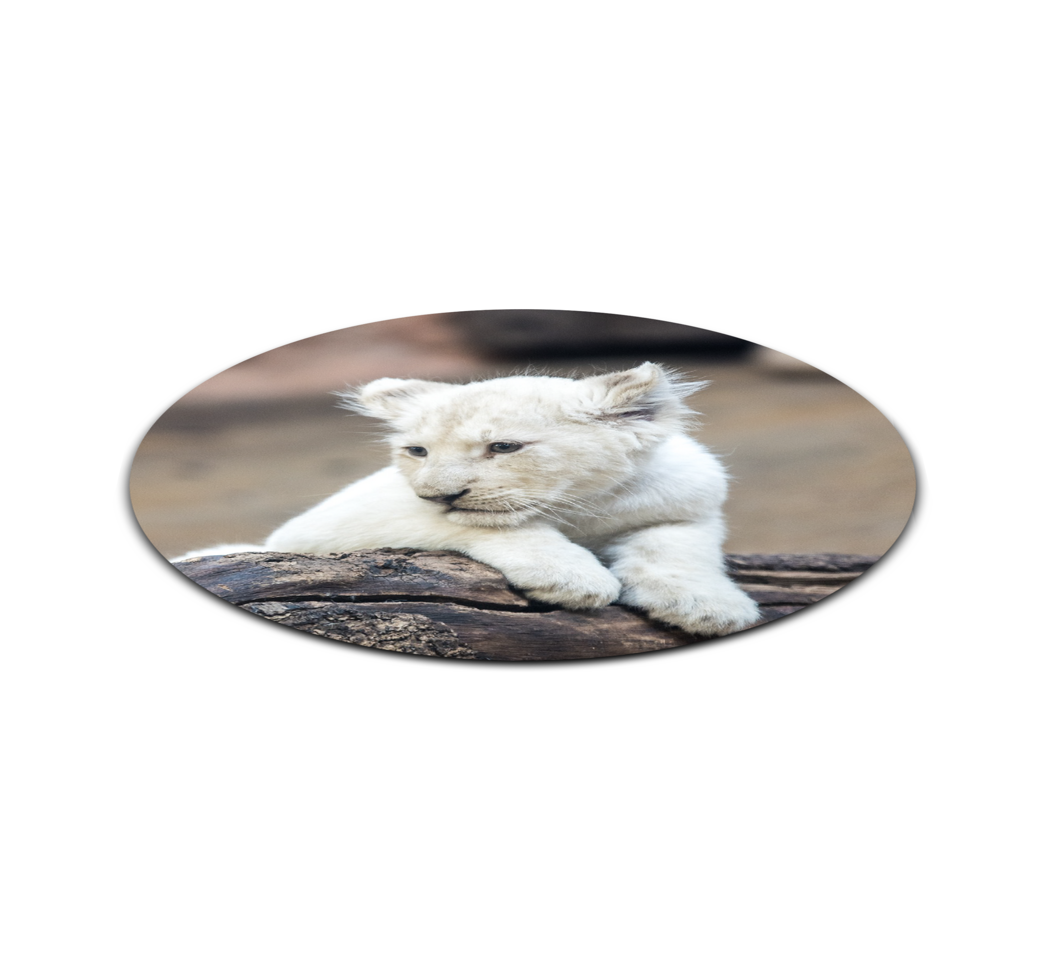 cute white lion cubs with blue eyes