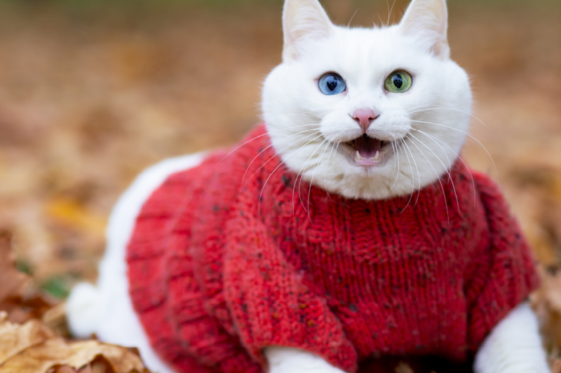 животное милый улыбающийся кот животное коврик - TenStickers