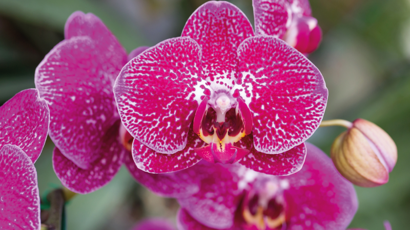 Orquídea roxa closeup flor tapete - TenStickers