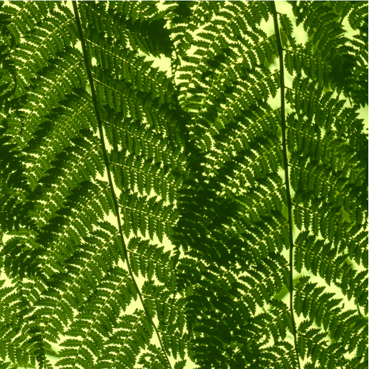 Tenstickers Behang scandinavi&euml; groene varenplant