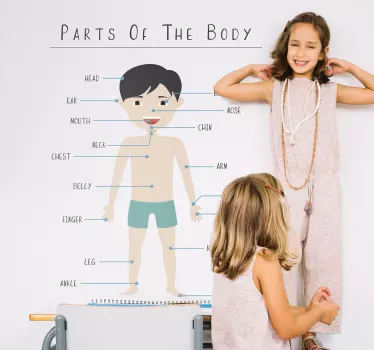 Parts of the body wall stickers for kids - TenStickers